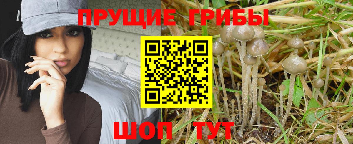 Галлюциногенные грибы GOLDEN TEACHER  купить наркотики цена  Бийск  Псилоцибиновые грибы Magic Shrooms  Вход с VPN 